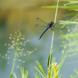 Dragonfly by Stacy Abbott