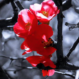 Dreamtime Magic by AM FineArtPrints