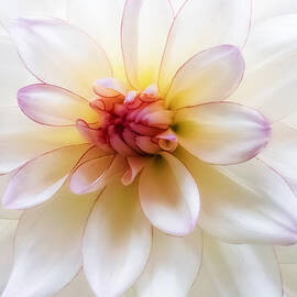Dreamy Dahlia by Mary Jo Allen