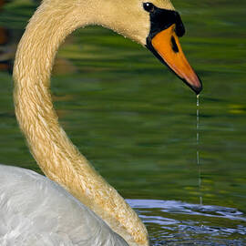 Drip Drip Drip by Susan Candelario