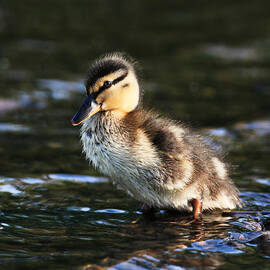 Duckling by Grant Glendinning