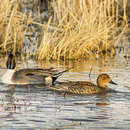 Ducks in a Row by Jean Noren