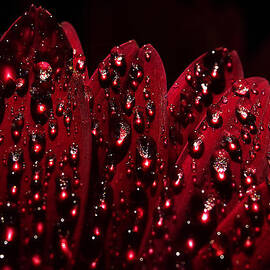 due to the dew by Joe Schofield