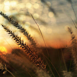 dune by Laura Fasulo