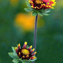 Dynamic Duo by Jessica Jenney