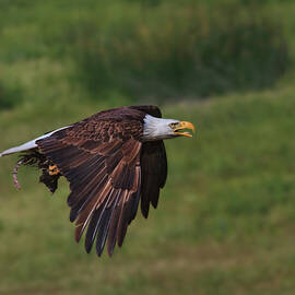 Eagle with Prey by Beth Sargent
