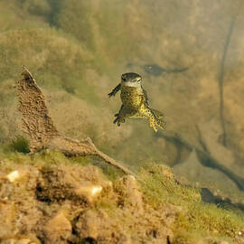 Eastern Newt in a shallow pool of water by Flees Photos