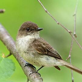 Eastern Phoebe Farmington NH by Jeff Sinon