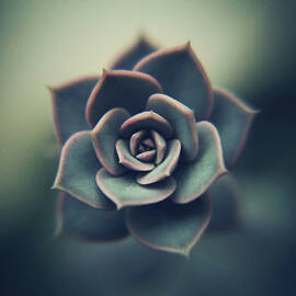 Echeveria Macro by Con Ryan