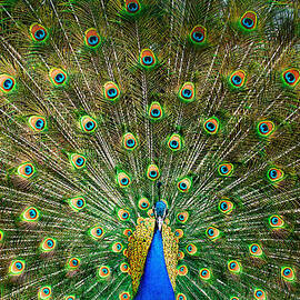 Elegance by Ivan Vukelic
