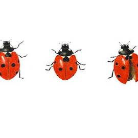 Three ladybirds by Ele Grafton