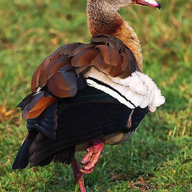 Egyptian Goose by Flees Photos