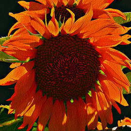 la otra de girasol by Joe Schofield