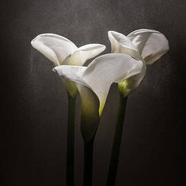 Elegance by Ivan Vukelic