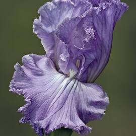 Elegant Lady Iris by Susan Candelario