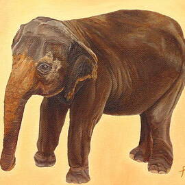 Elephant by Angeles M Pomata