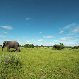 Elephant by Stevenallan