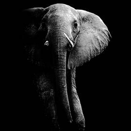 Elephant! by Wildphotoart