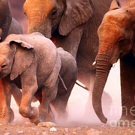 Elephants stampede by Johan Swanepoel