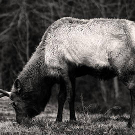 Elk Grazing by Flees Photos