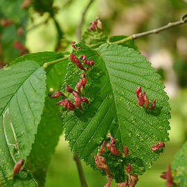 Elm Pocket Gall by Richard Reeve