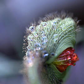 Emergence by Joe Schofield