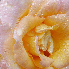 After the rain by Sue Leonard