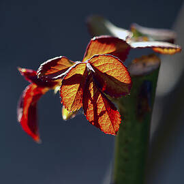 eternal by Joe Schofield