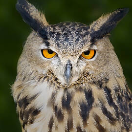 Eurasian Eagle Owl by Susan Candelario