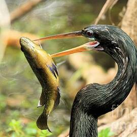 Everglades Dinner by Adam Jewell