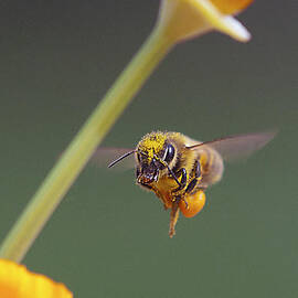 excuse me by Joe Schofield