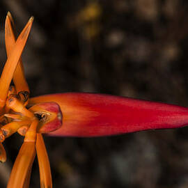 Exotic Heliconia by Steven Sparks