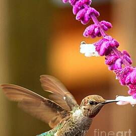 Eye Of The Hummingbird by Adam Jewell