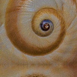 Eye of the Snail by Susan Candelario