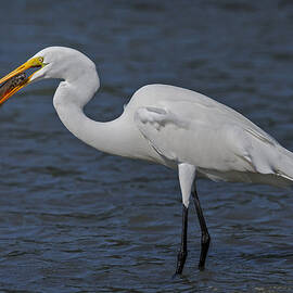 Eye To Eye by Susan Candelario