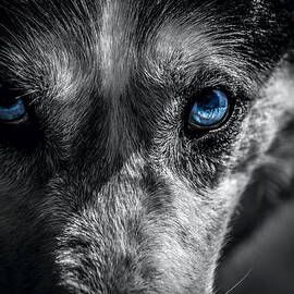 Eyes in the Darkness by David Morefield