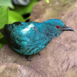 Fairy Bluebird by Flees Photos