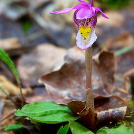 Fairy Slipper Orchid by Mary Lee Dereske