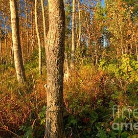 Fall At Isle Royale by Adam Jewell