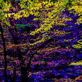 Fall Colors by Louis Dallara