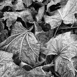 Fallen by Jeff Sinon