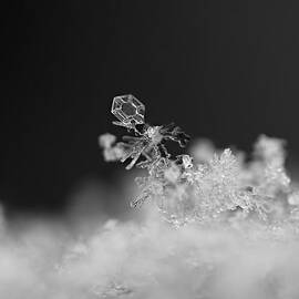 Falling Snowman by Rona Black