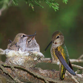 Family Love by Beth Sargent