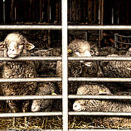 Family Portrait Behind Bars by Olivier Le Queinec