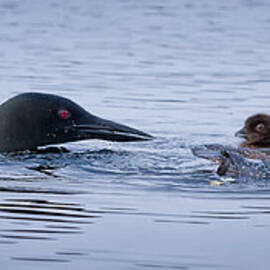 Family Swim by Jeff Sinon