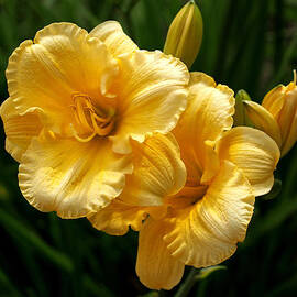 Fancy Yellow Daylilies by Rona Black