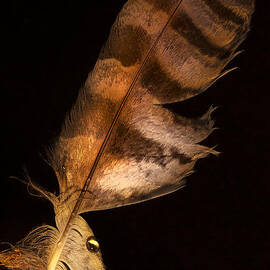 Feather droplet by Jean Noren