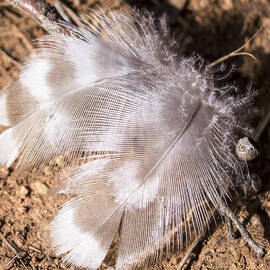 Feathers by Steven Ralser