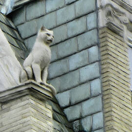 Feline Sentry by Jeffrey Kolker