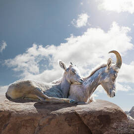 Female And Young Bighorn Sheep, Blue Sky by Ed Freeman